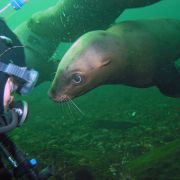 Scuba Diver Meets California Sea Lion