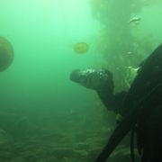 May 25-26 Monterey Weekend Ocean Dives