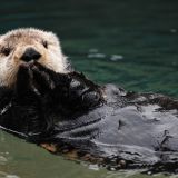 sea_otter_scuba_fusion