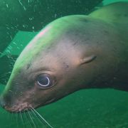 California beach dive with sea lion